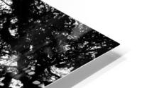 Tree branches at dusk HD Metal print