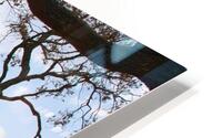 Tree after hurricane  HD Metal print