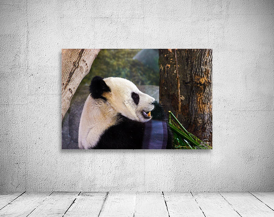 Panda Profile Wall Preview