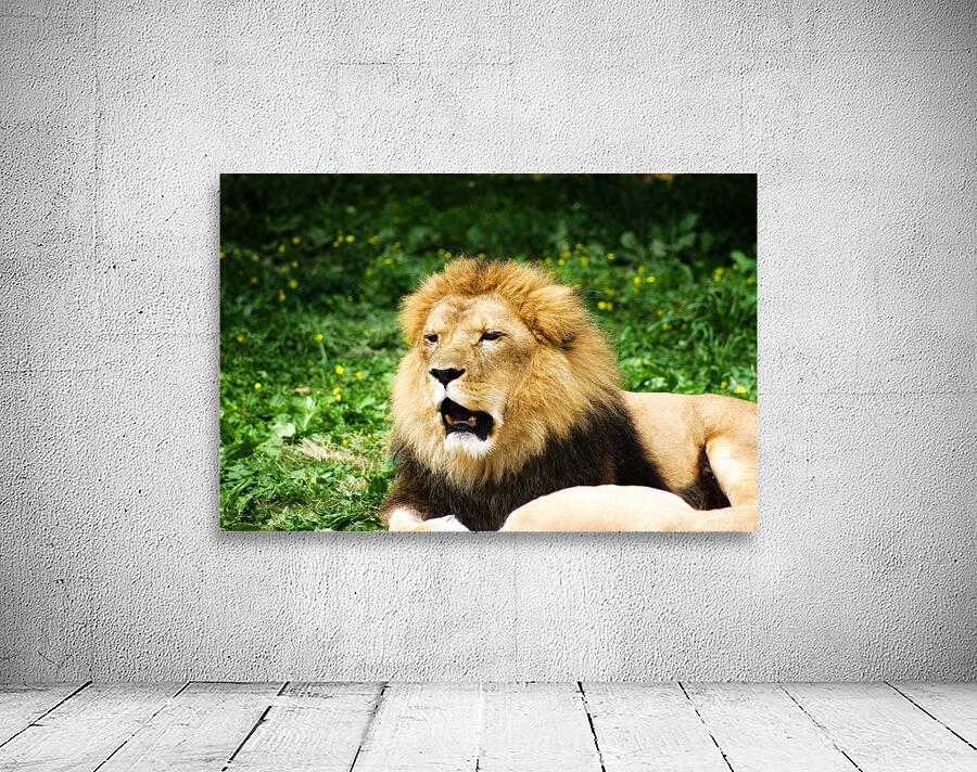 Yawning Lion Wall Preview