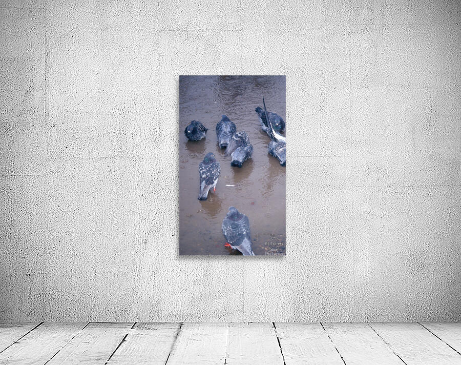 Grounded Birds Wall Preview