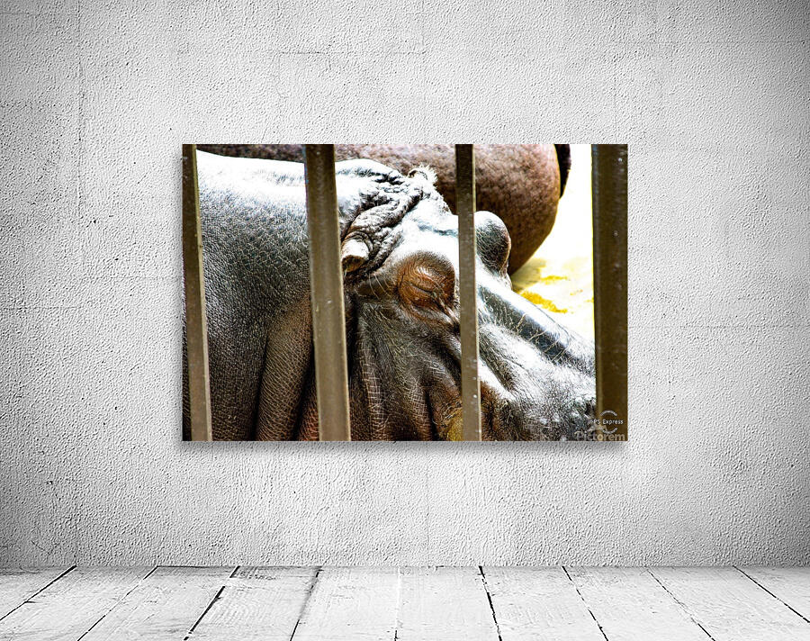 Hippopotamus Wall Preview