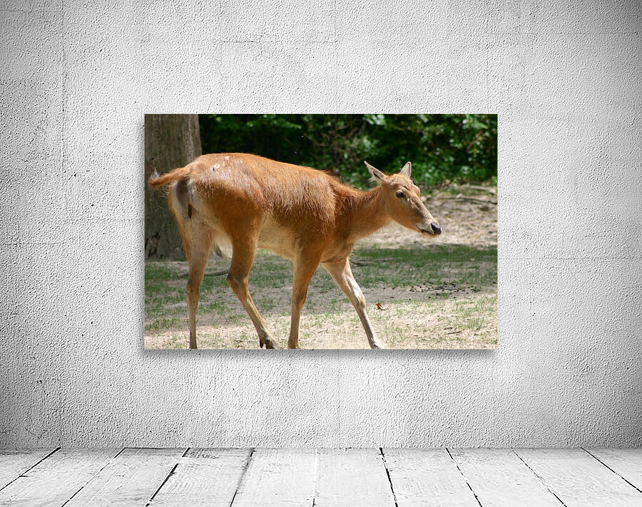 Deer Wall Preview