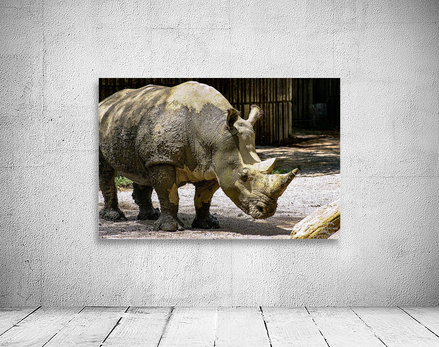 Rhinoceros Wall Preview