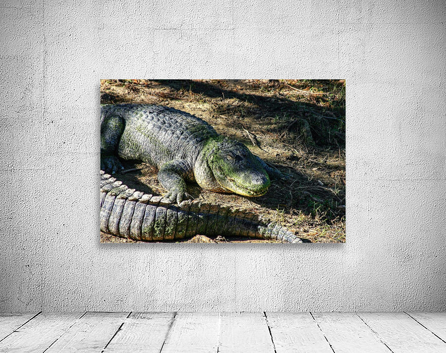 Alligator Wall Preview