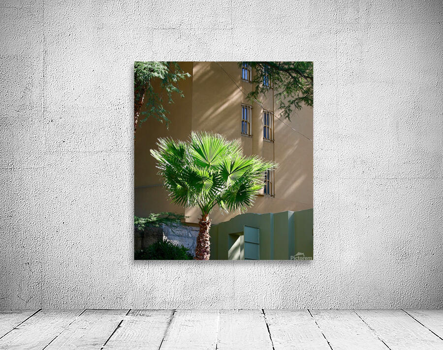 Sunlit Palm Tree Wall Preview