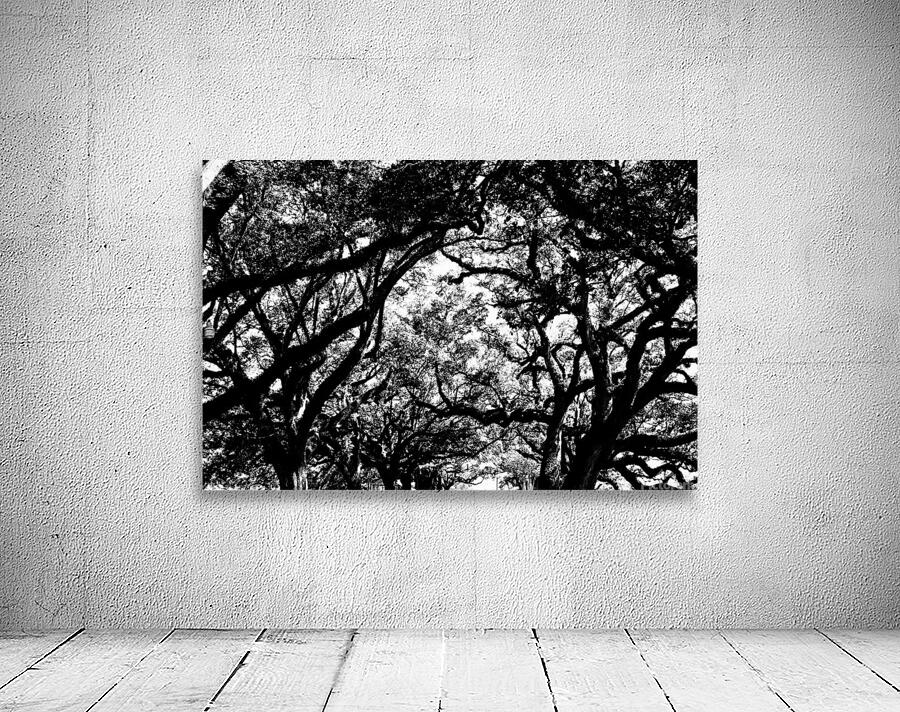 Tree branches at dusk Wall Preview
