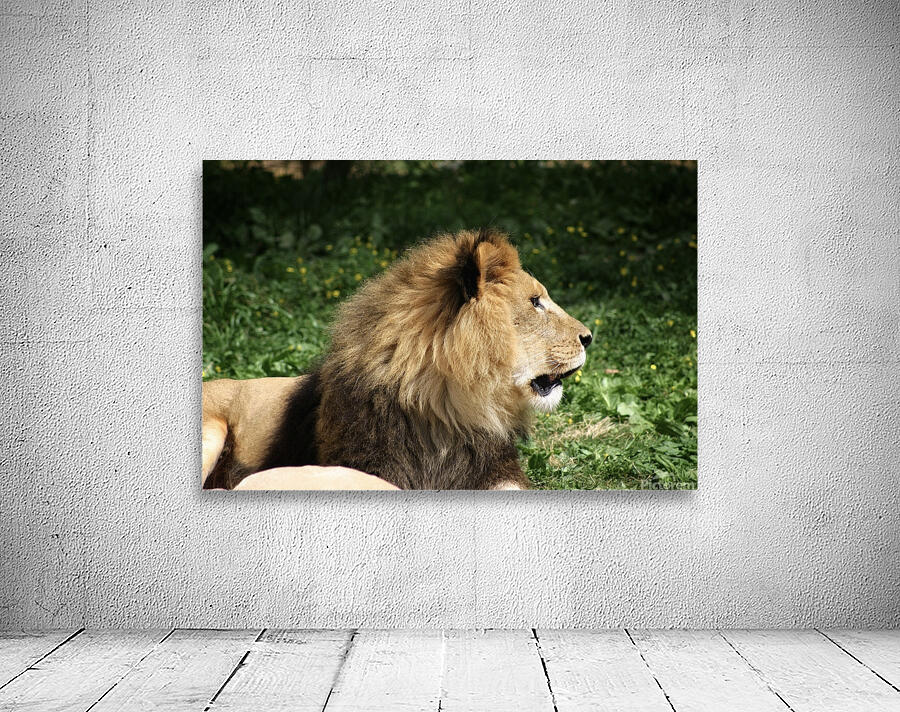 Lion looking right Wall Preview