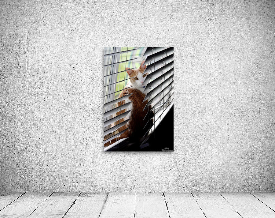 Cat in Blinds Wall Preview