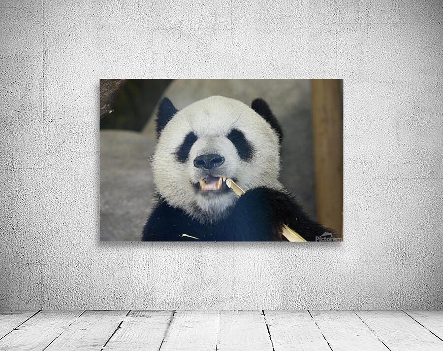 Panda eating stalk Wall Preview