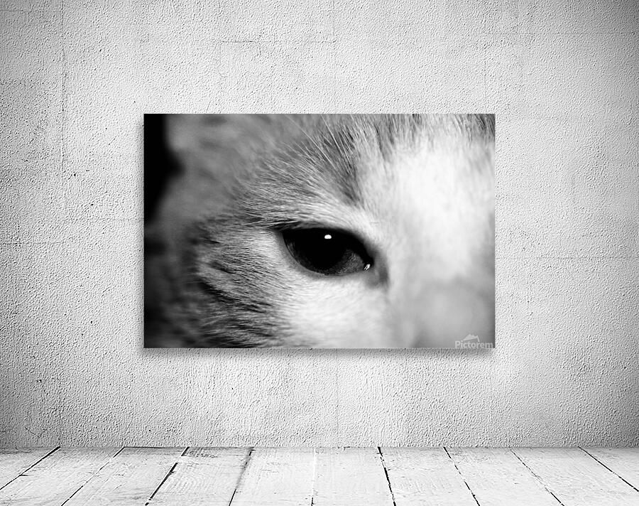 Cat’s eye Wall Preview