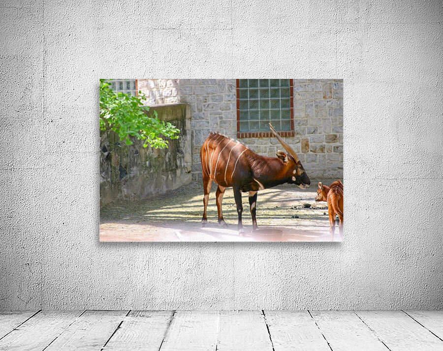 African antelope Wall Preview