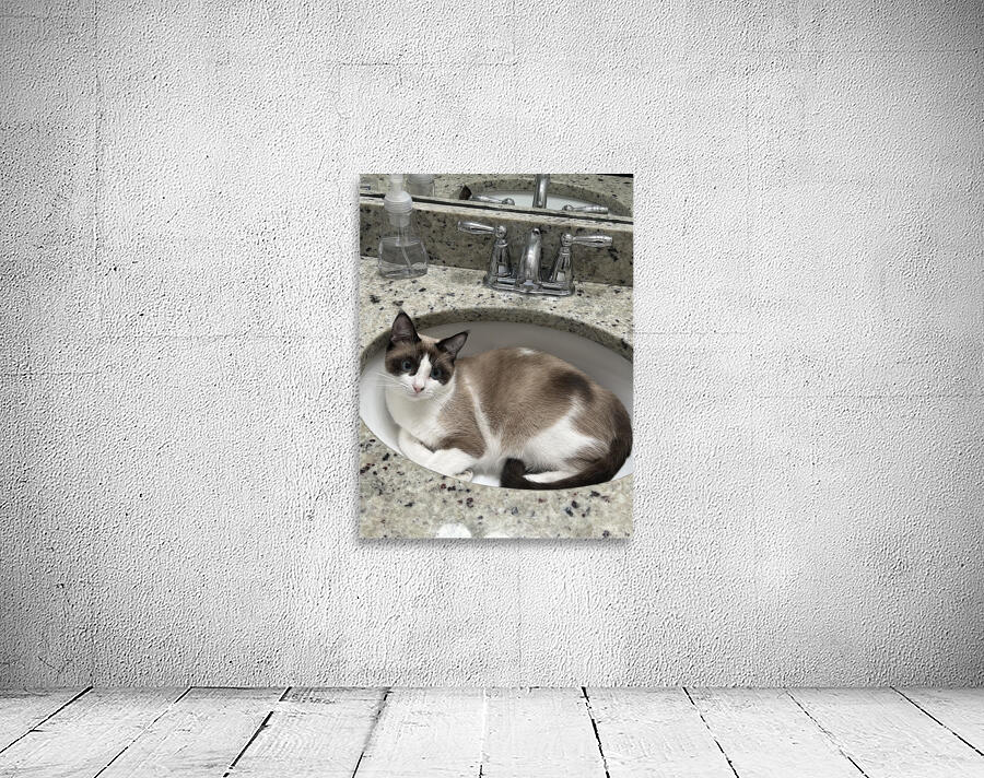 Cat in sink Wall Preview