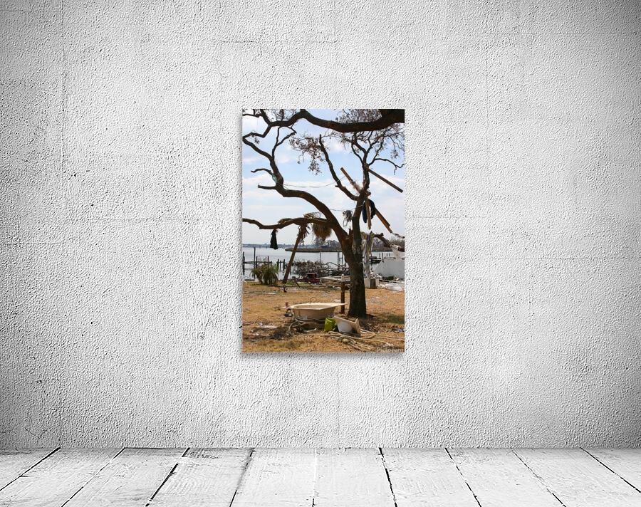 Tree after hurricane  Wall Preview