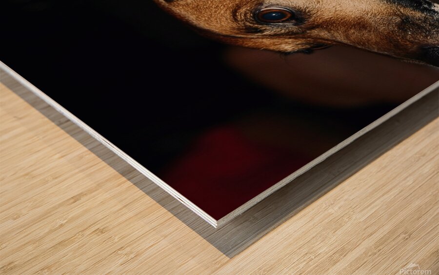 Beagle Profile Wood print