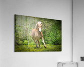 Horses088 Acrylic Print