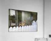 Cardinal Portrait Acrylic Print
