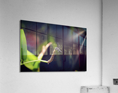 Dragon Fly Acrylic Print