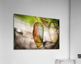 Fall Leaf Sun Backlit Acrylic Print