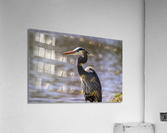 Blue Heron Crane Closeup Acrylic Print