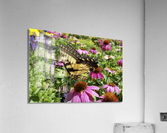 Yellow Butterfly Acrylic Print