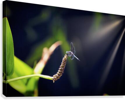 Dragon Fly Canvas Print