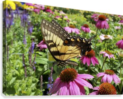 Yellow Butterfly Canvas Print