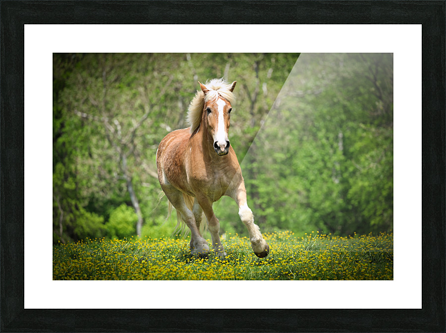 Horses088 Picture Frame print