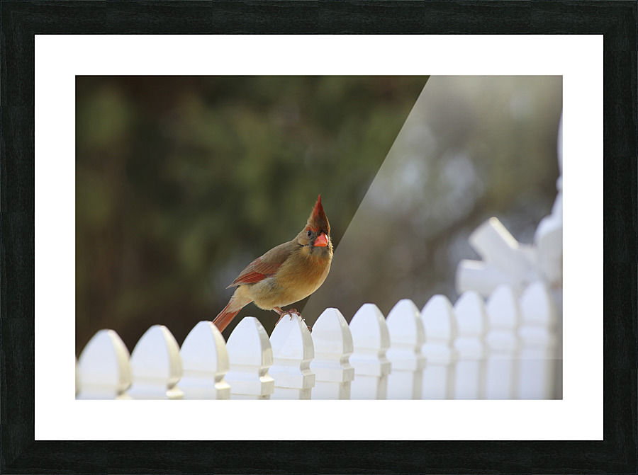 Cardinal Portrait Picture Frame print