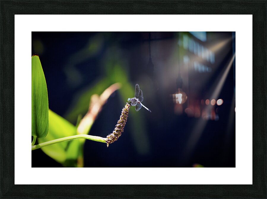 Dragon Fly Picture Frame print