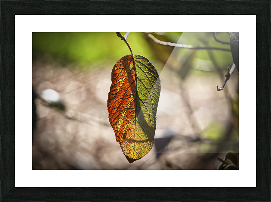 Fall Leaf Sun Backlit Picture Frame print