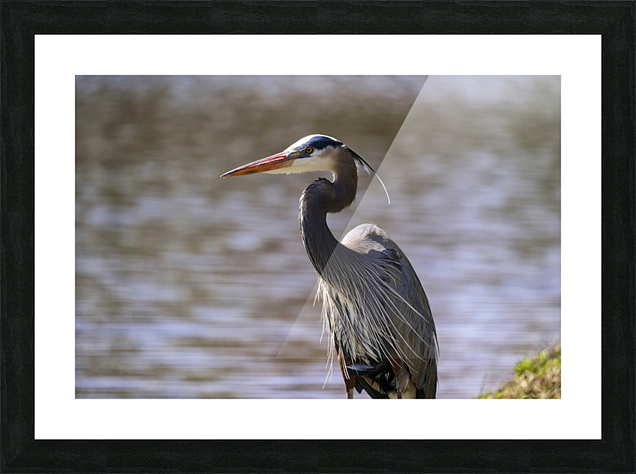 Blue Heron Crane Closeup Picture Frame print