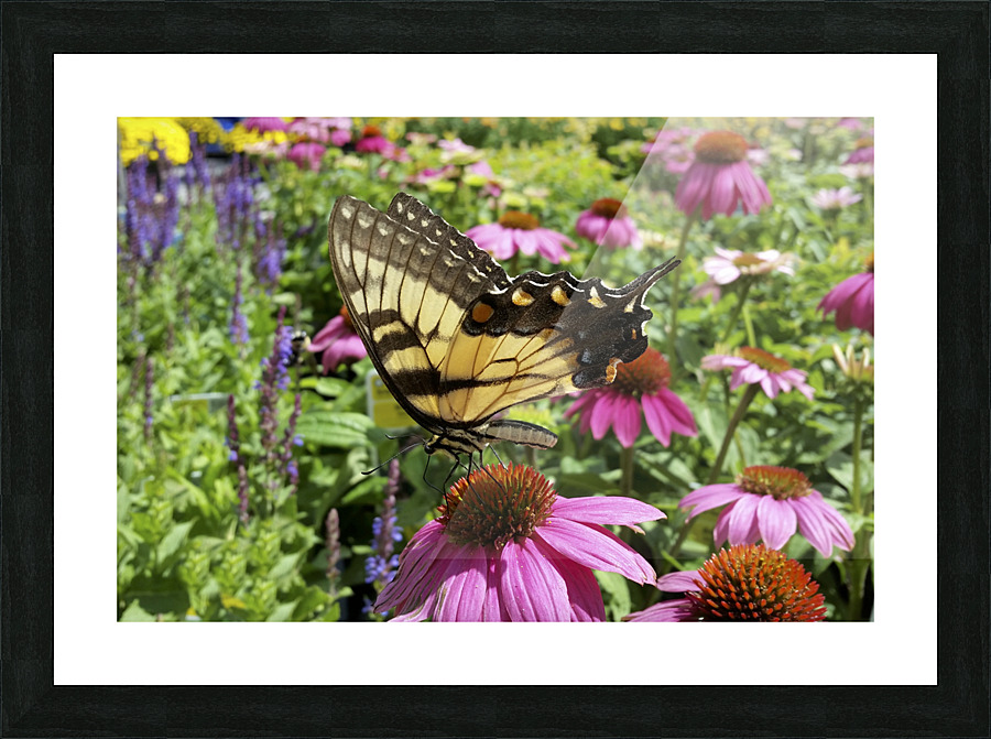 Yellow Butterfly Picture Frame print