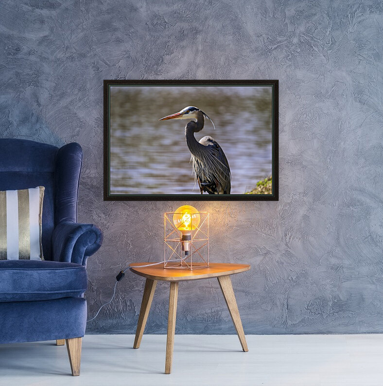 Blue Heron Crane Closeup Reproduction