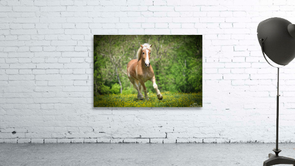 Horses088 Wall Preview