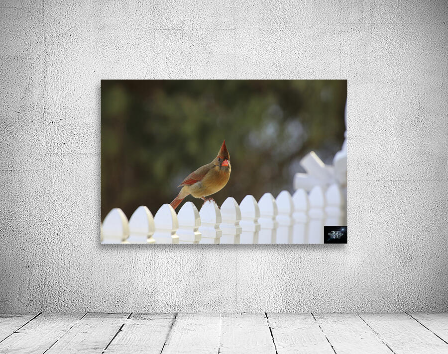 Cardinal Portrait Wall Preview