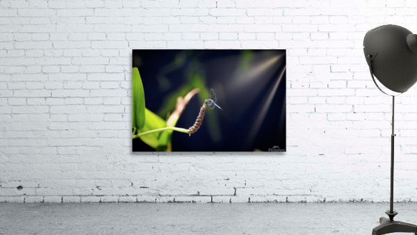 Dragon Fly Wall Preview