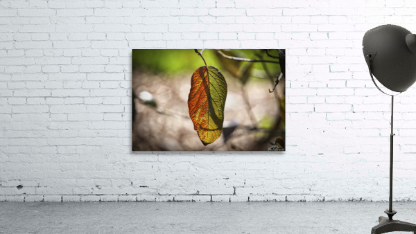 Fall Leaf Sun Backlit Wall Preview