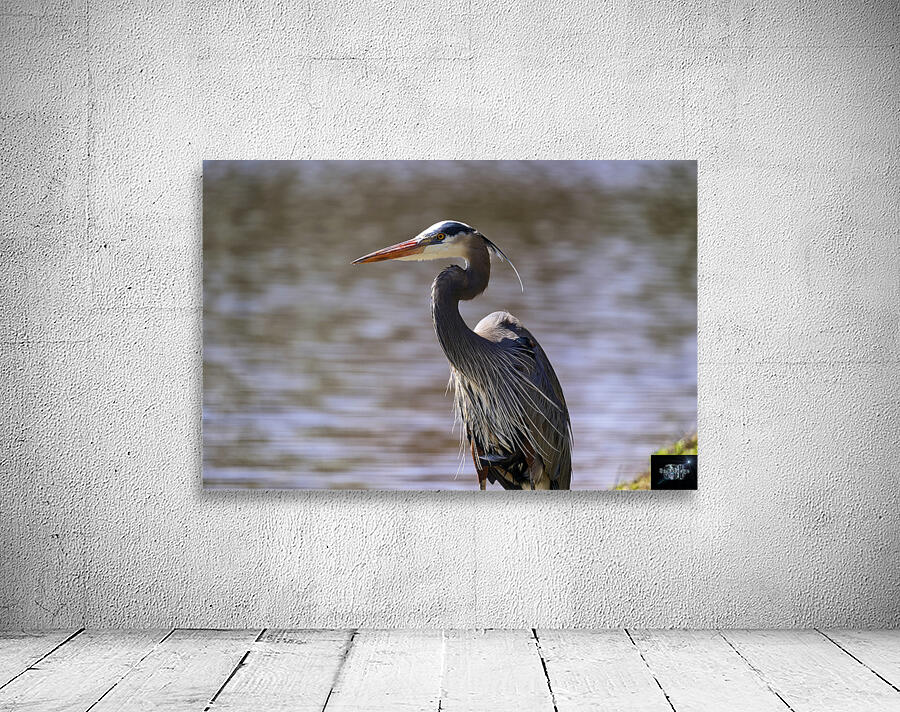 Blue Heron Crane Closeup Wall Preview