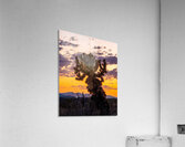 Cholla Sunset Acrylic Print