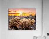 Through the Chollas Acrylic Print