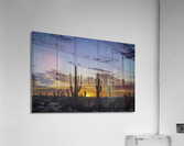 Saguaro Lineup Acrylic Print