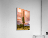 The Tall One Acrylic Print