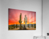 Passionate Couple Acrylic Print
