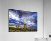 Double Strike Saguaro Acrylic Print