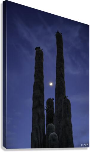 Moon Through Saguaro Trunks Canvas Print