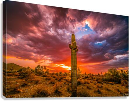 Illuminated Saguaro Canvas Print