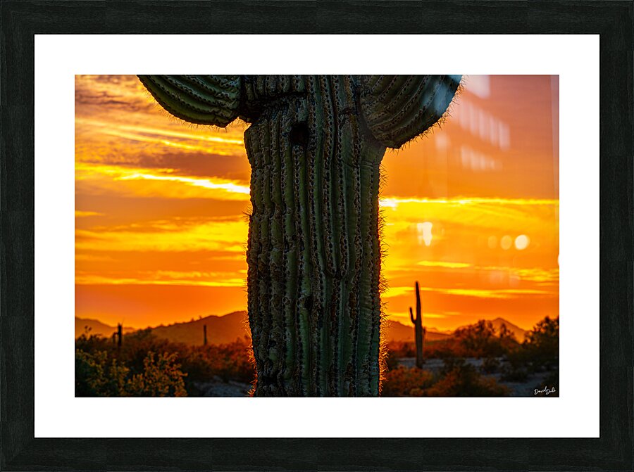 Sunset Saguaro Picture Frame print