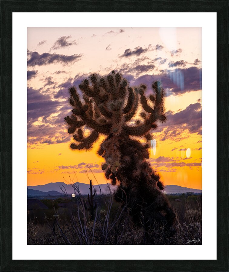 Cholla Sunset Picture Frame print