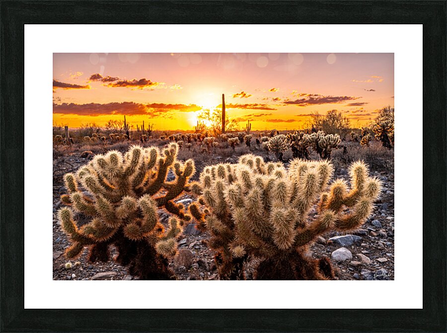 Through the Chollas Picture Frame print